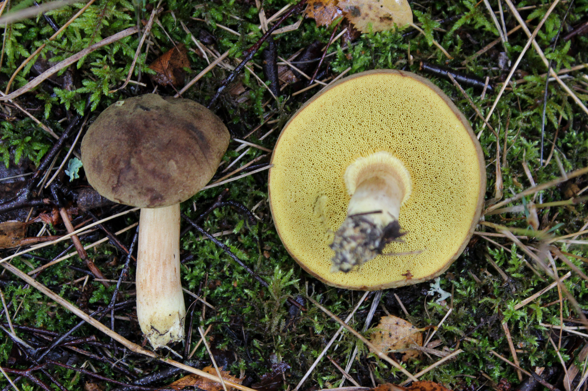 Edible Mushrooms Foraging In Finland Edible Mushrooms Foraging In Finland